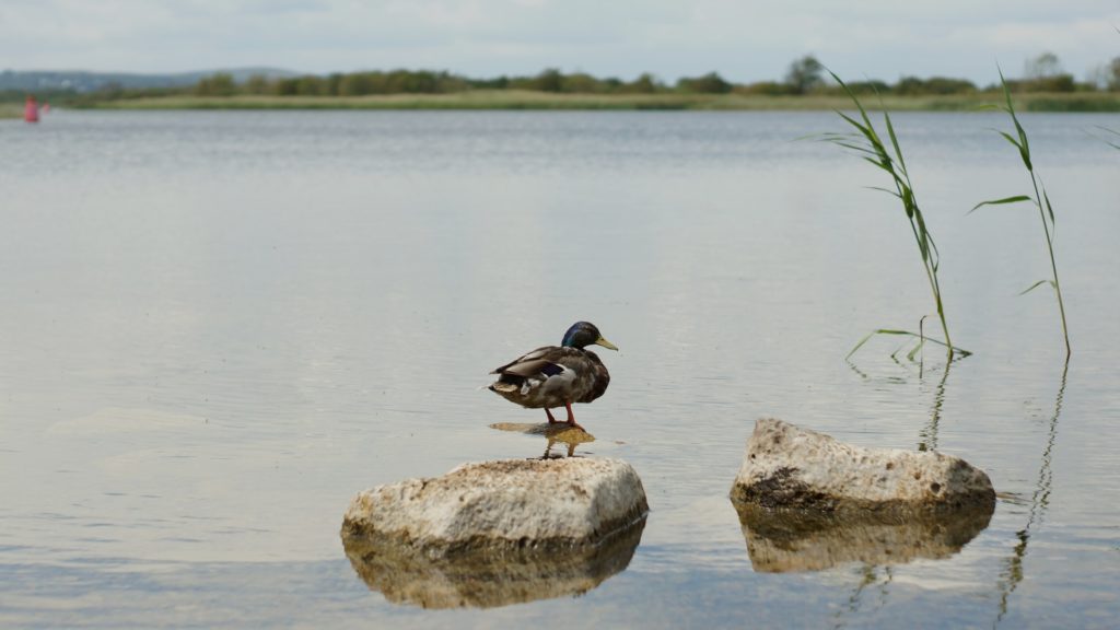 Read more about the article Η βιοποικιλότητα απειλείται, τα δεδομένα για την αλλαγή του κλίματος συμβάλλουν στην προστασία της