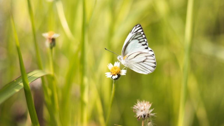 Read more about the article Μειώνονται οι πληθυσμοί εντόμων, «σπάνιες» πλέον οι πεταλούδες