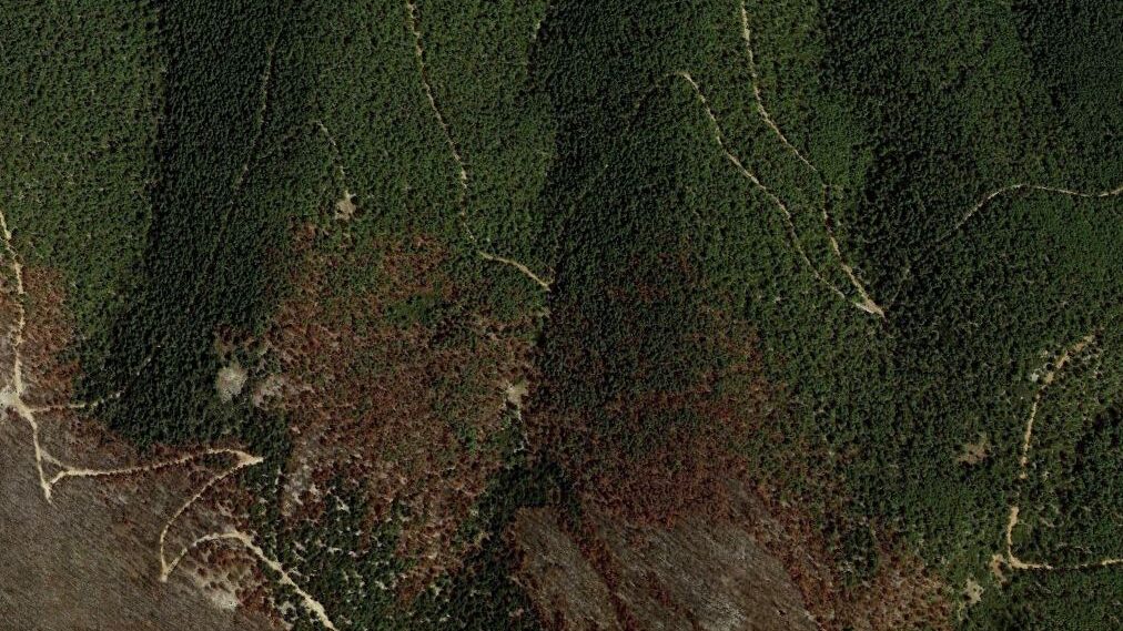 Read more about the article Δασικό το 60% της ελληνικής επικράτειας