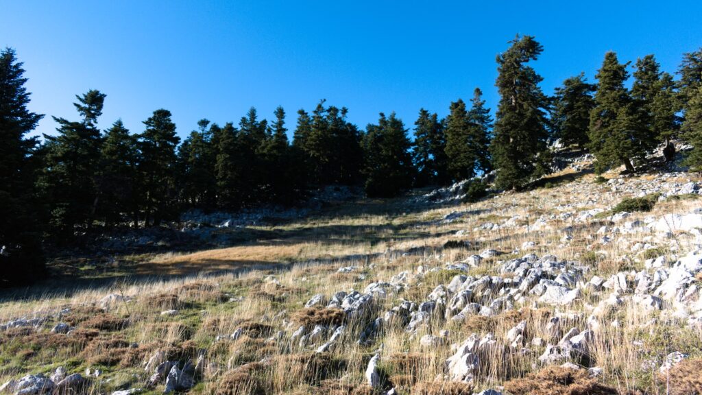 Read more about the article Μόνο αγροτική χρήση σε «γκρίζες» εκτάσεις