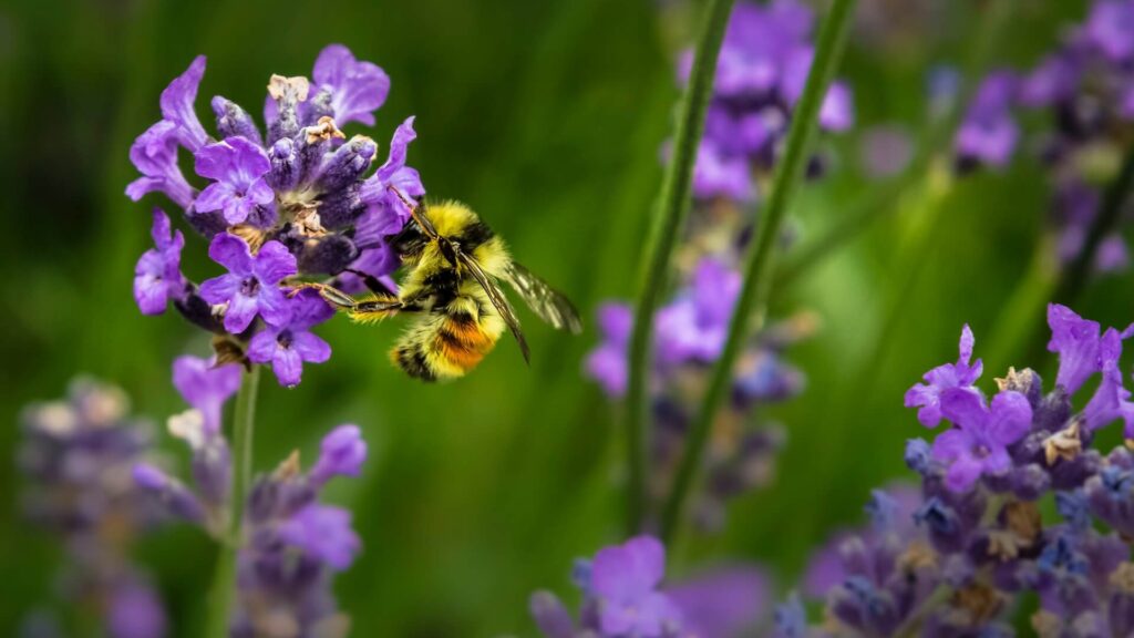 Read more about the article Ανάγκη για μια νέα προσέγγιση στην προστασία των μελισσών